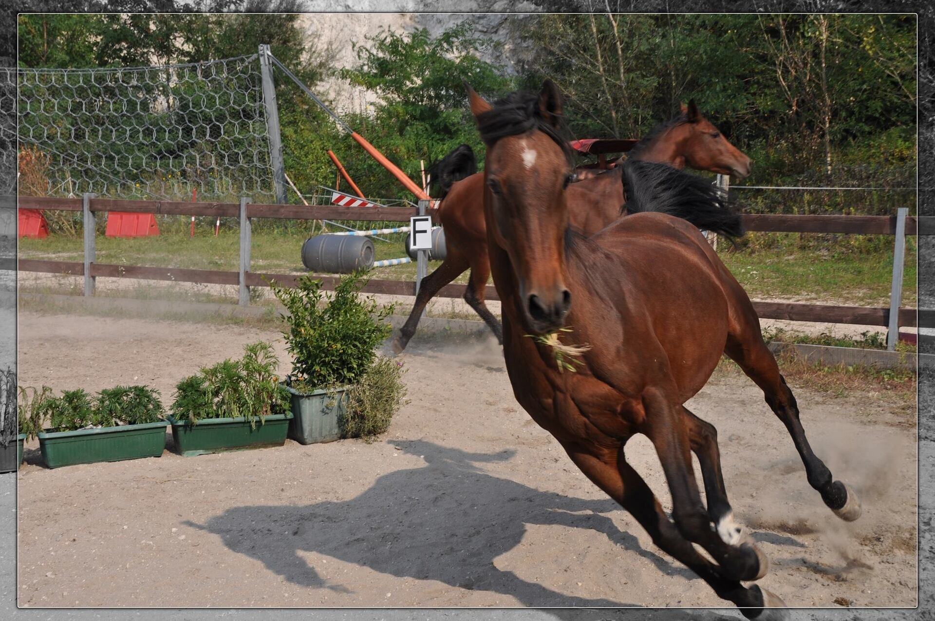 Centro Sportivo Equitazione Trento