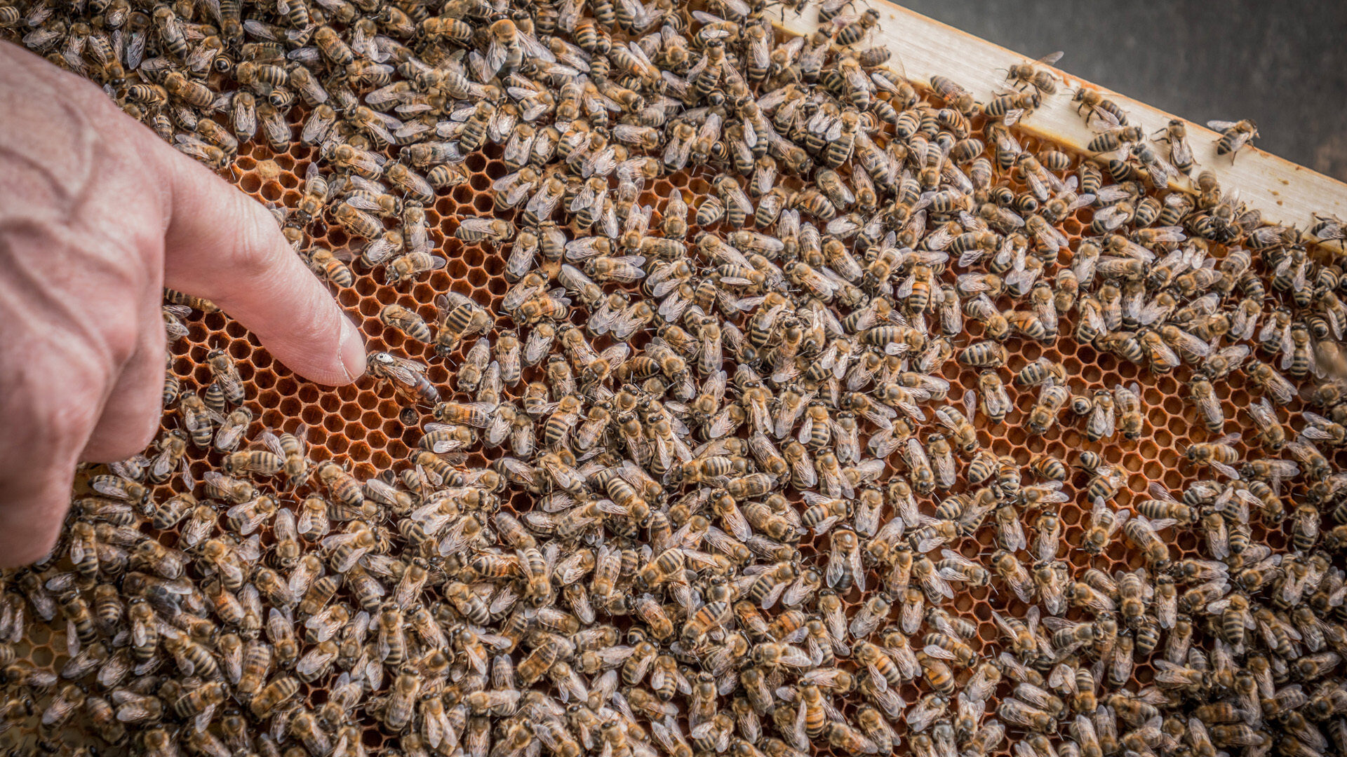 Content Dam Org 7 Images Full Rights Esperienze Pine Pine Beewellness Api Bedollo Estate Apt Pine Cembra A Monticelli