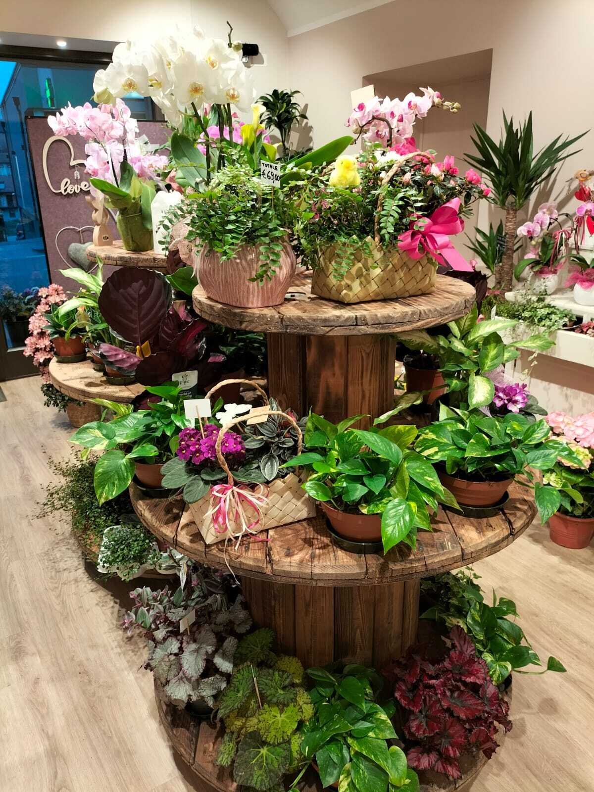 Content Dam Org 7 Images Full Rights Shopping Botteghe E Negozi Botteghe E Negozi Pine La Bottega Dei Fiori La Bottega Dei Fiori Ph La Bottega Dei Fiori 2