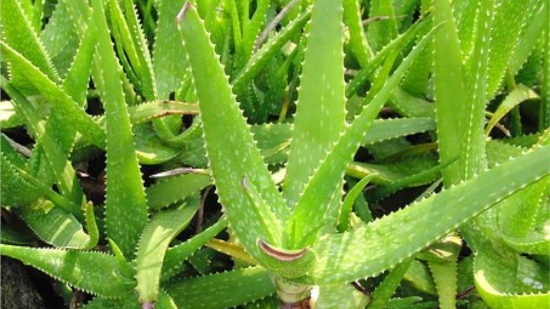 Floricoltura Ioriatti