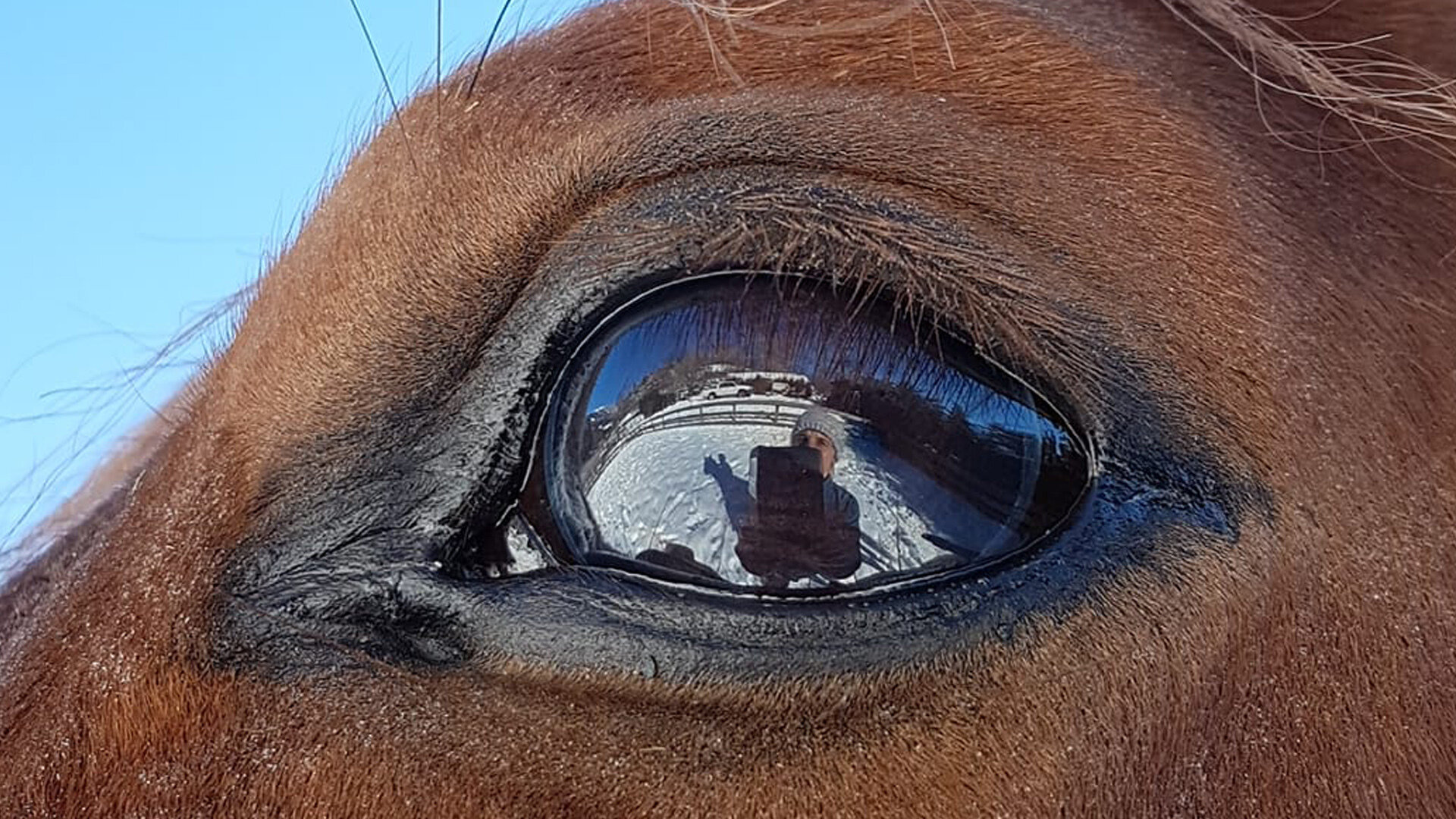 Content Dam Org 7 Images Full Rights Outdoor Altre Attivita Altopiano Di Pine Maneggi Mio Ranch Particolare Occhio Inverno Apt Pine Cembra K Carlin