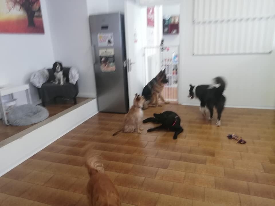 Content Dam Org 7 Images Full Rights Wellness Benessere Animali Tiergarten 2