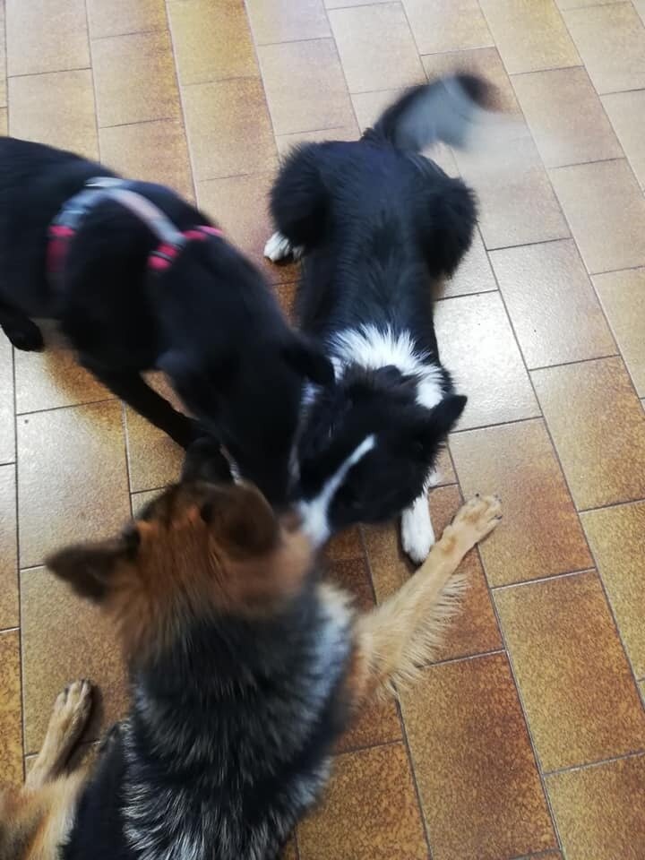 Content Dam Org 7 Images Full Rights Wellness Benessere Animali Tiergarten 1