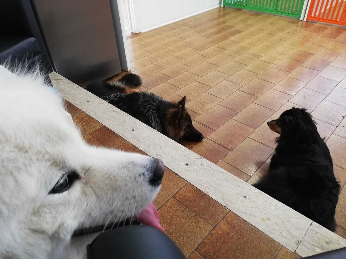 Content Dam Org 7 Images Full Rights Wellness Benessere Animali Tiergarten 3