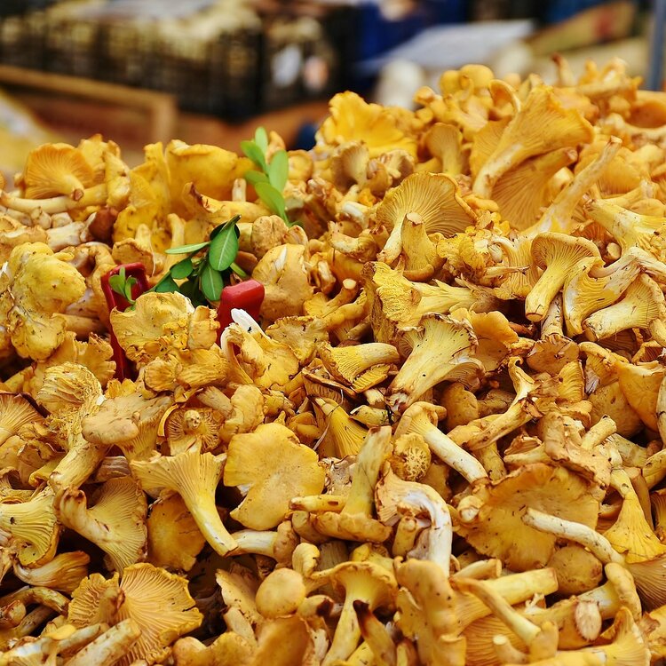 Chanterelles 1680932 1920