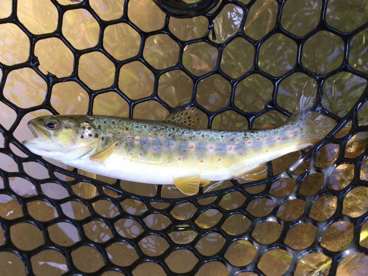 Fishing on the Brusago River