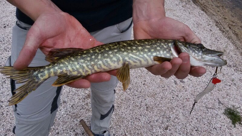 Cattura Serraia1 Archivio Apt Pine Cembra 1