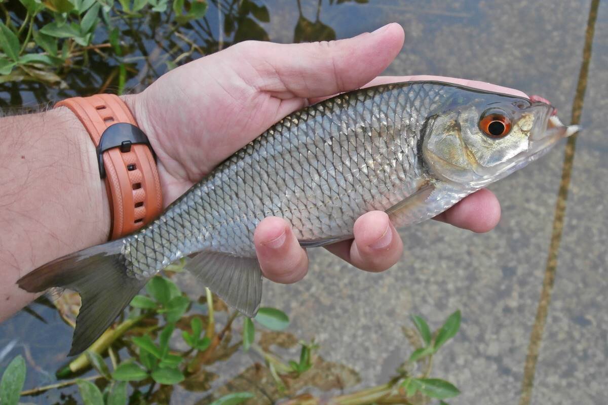 Pesca al lago di Santa Colomba