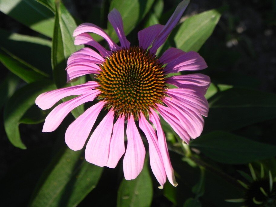 Biodiversität und Entwicklung