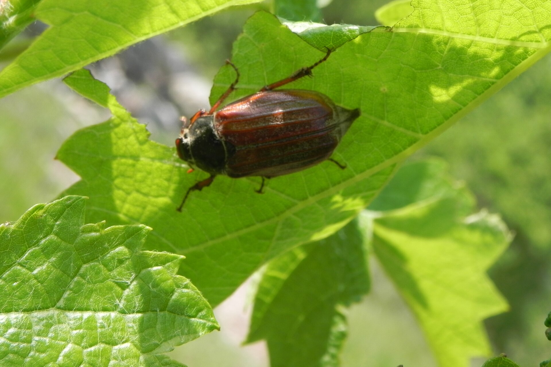 Lebensmittel und Stadt