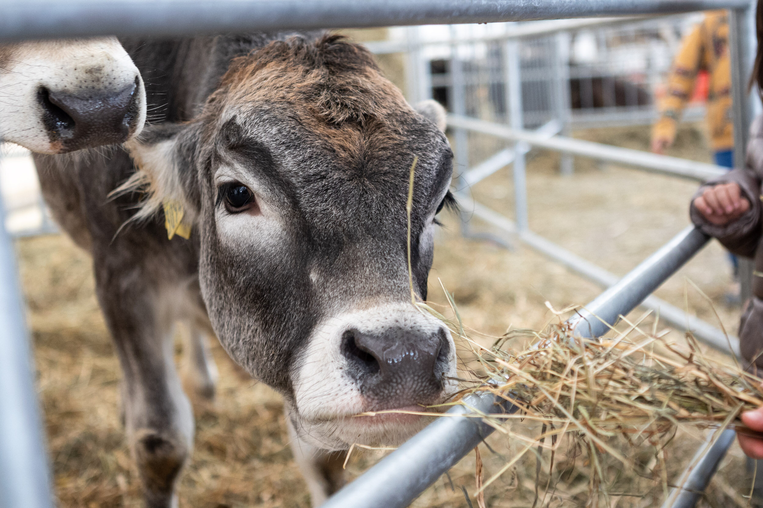 Biologica Ph Raffaele Merler
