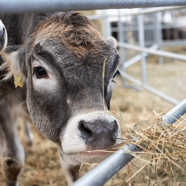 Biologica Ph Raffaele Merler