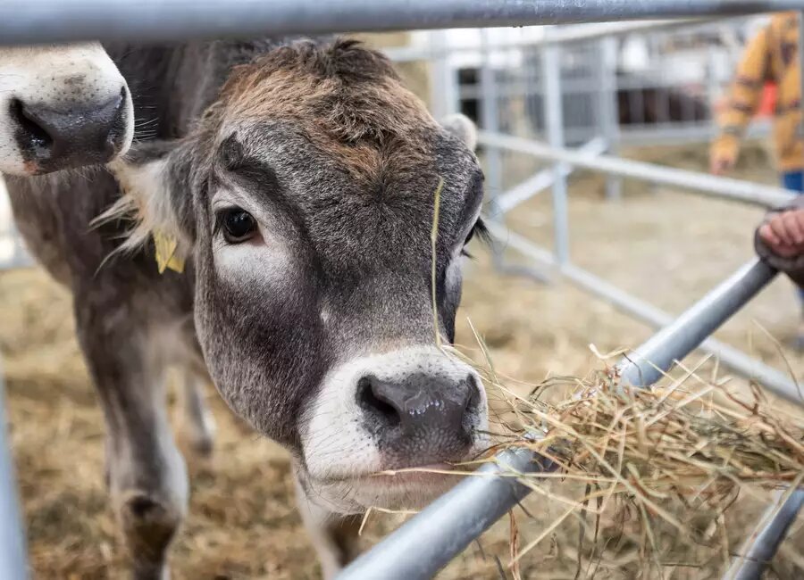 Content Dam Org 7 Images Full Rights Eventi Trento Trento Fiere Mostra Dell Agricoltura Ma New 7 Media 9a2dd926 Query 519aa4f6