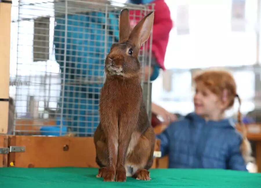 Content Dam Org 7 Images Full Rights Eventi Trento Trento Fiere Mostra Dell Agricoltura Mostra Dellagricoltura Trento Expo Foto M Trabalza 4 Media 9a2dd926 Query Ea95e900