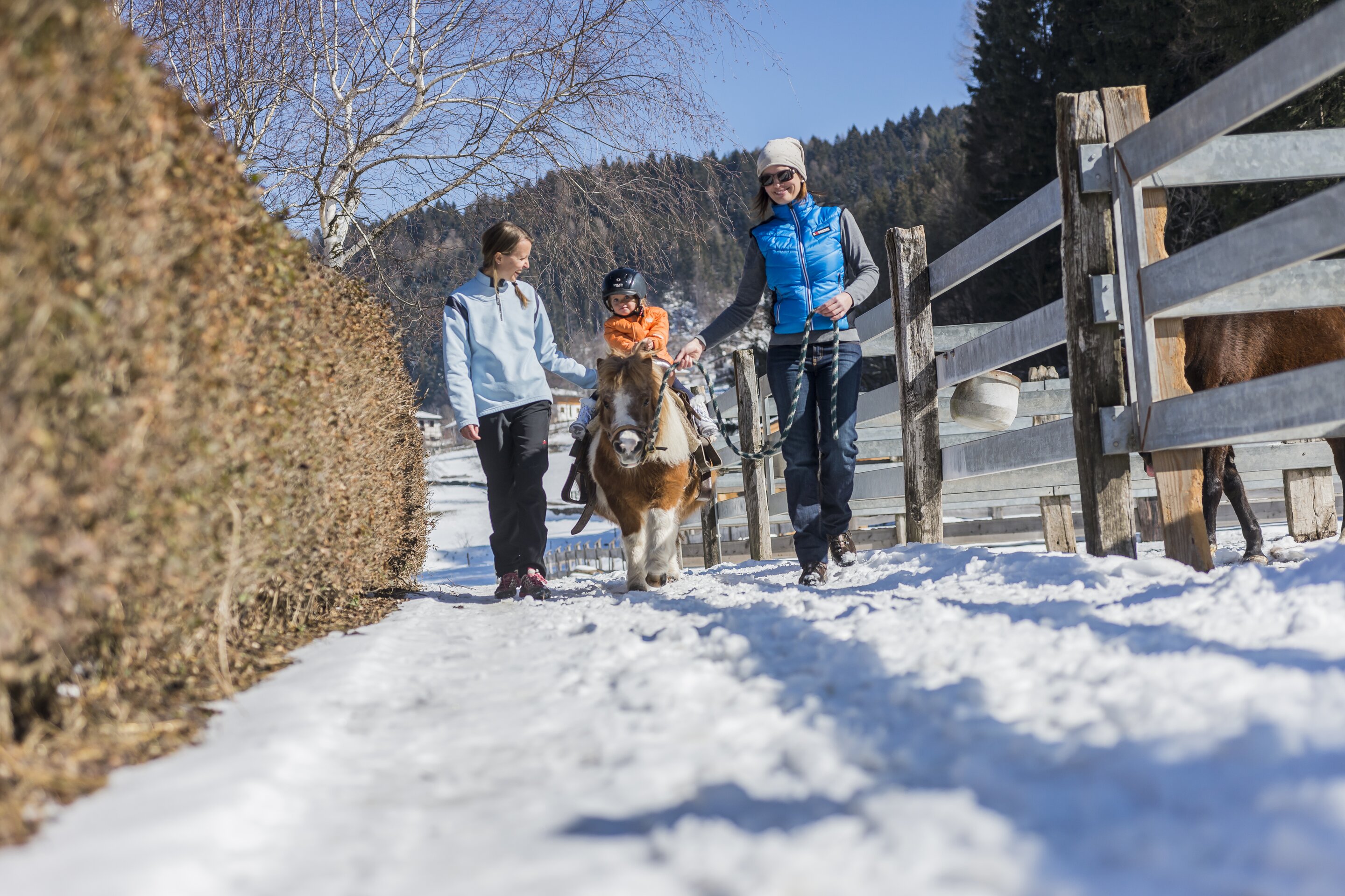 Archivio A P T Pine Cembra Ph Alberto Franceschi 20