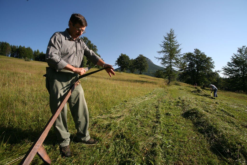 Af0849 Fienagione Presso Il Monte Bondone Per Le Terme Di Garniga Bassa Ris M Simonini