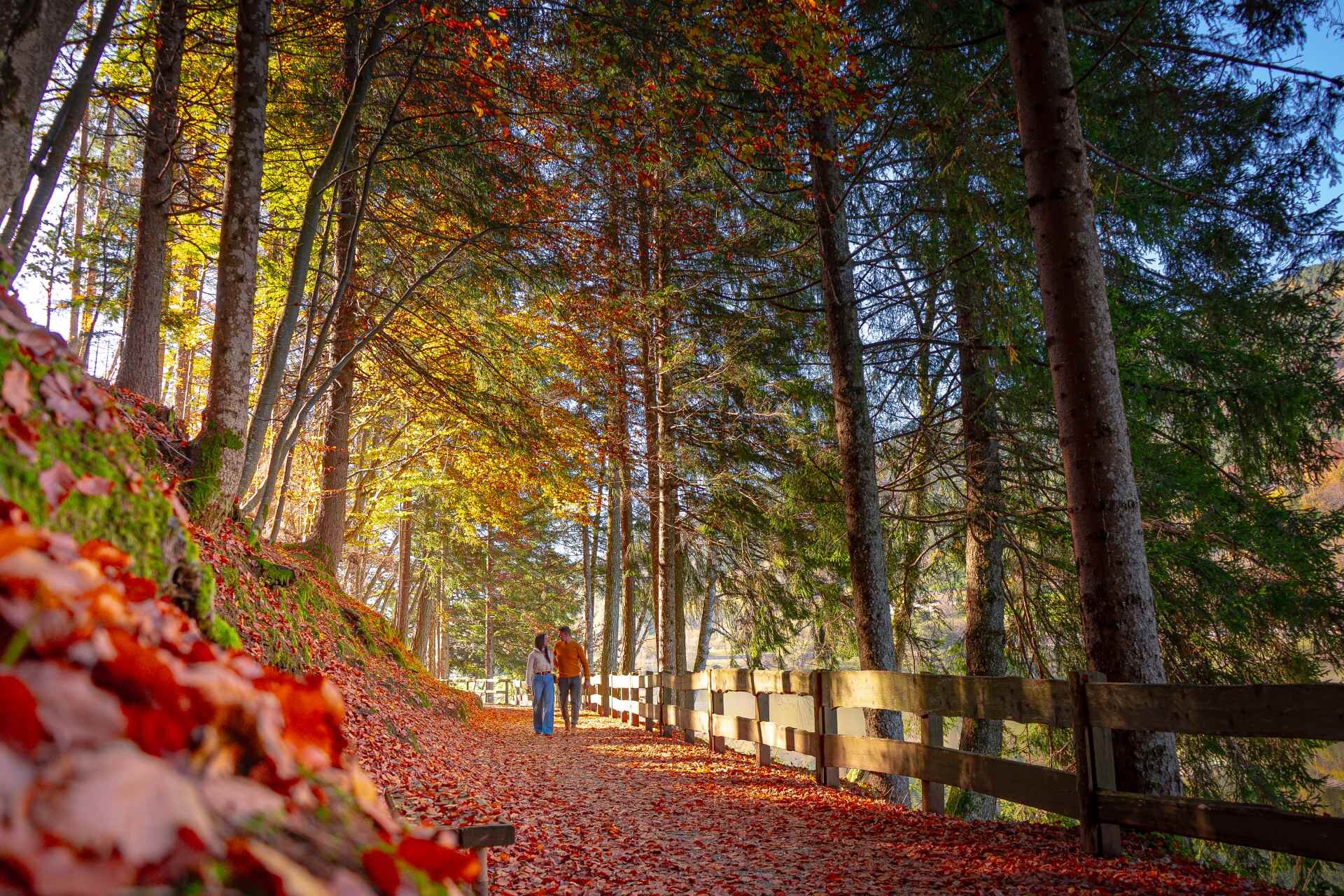 Autunno Altopiano Di Pine Ph A Catarozzi 4