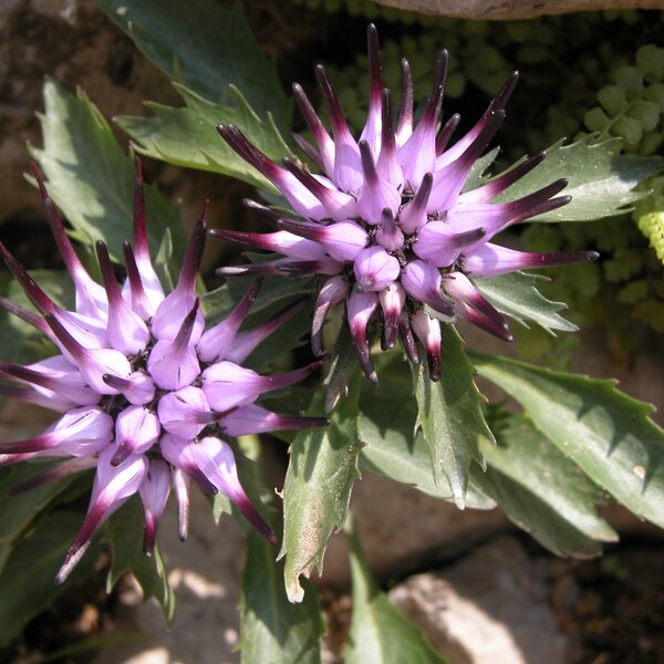 Physoplexis Comosa L Schur