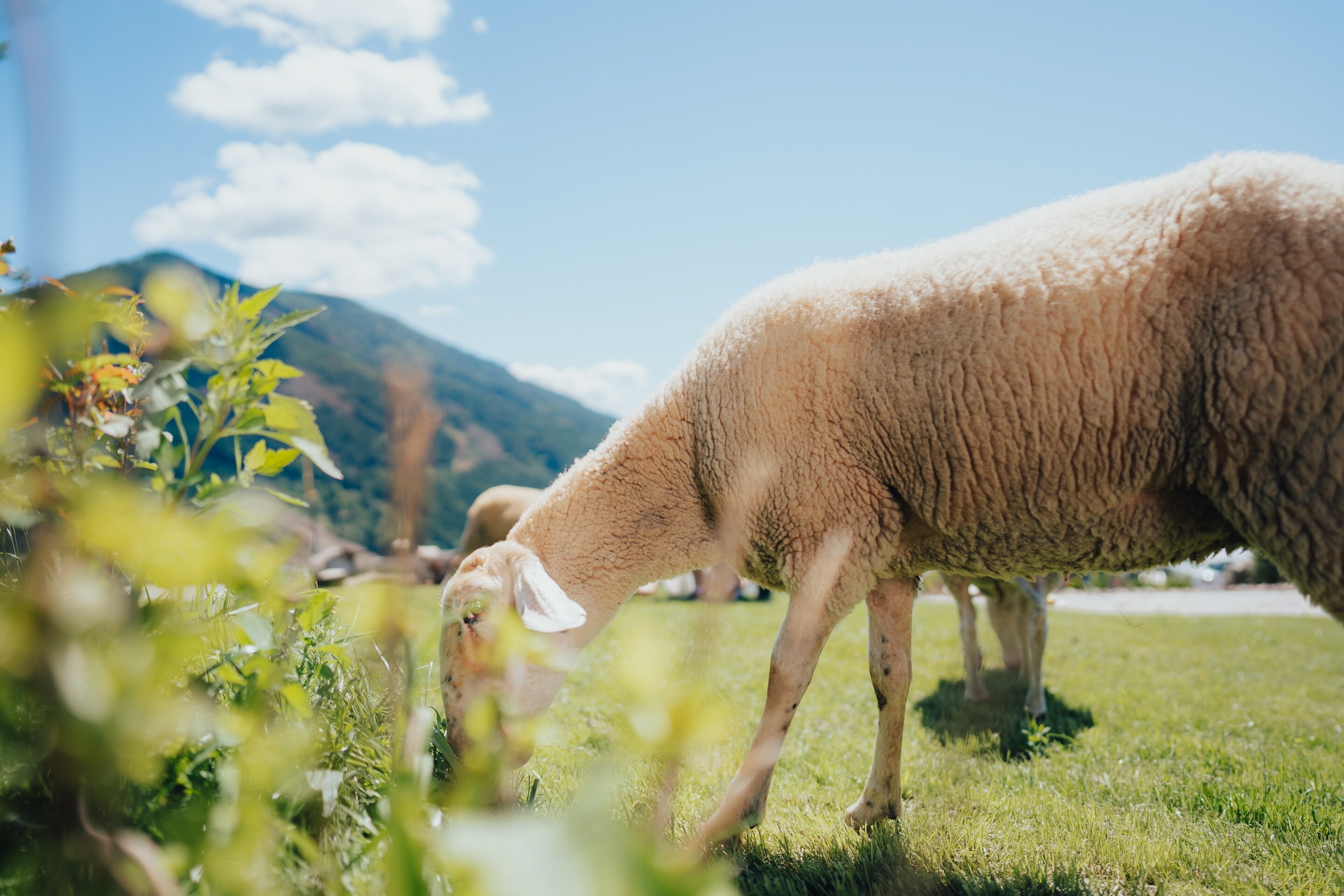 Foto Apt Pine Edit 69