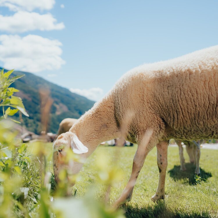 Foto Apt Pine Edit 69