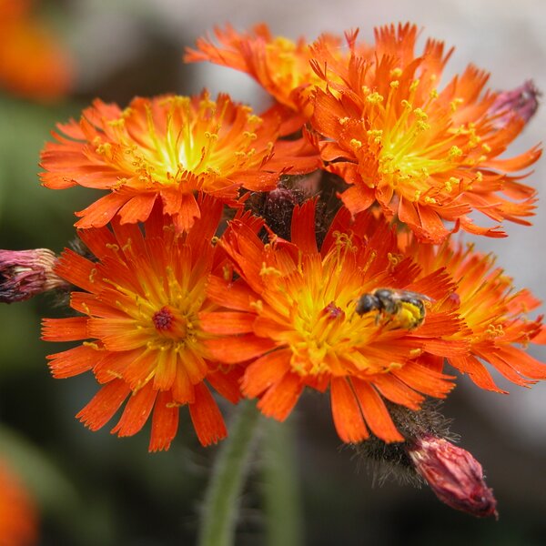 Hieracium Aurantiacum L