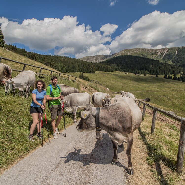 Trekking Malga Stramaiolo Passo Redebus A Monticelli 36